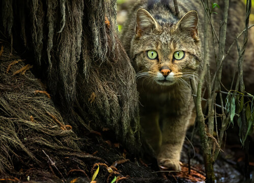 The wildcat photographed in the Danube Delta