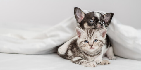 Tiny Chihuahua puppy hugs tabby kitten under white warm blanket on a bed at home. Empty space for...