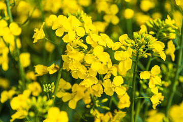 Fototapeta premium Gelb und grün, Rapspflanzen in voller Blüte im Mai