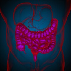 Small and Large Intestine 3D Illustration Human Digestive System Anatomy