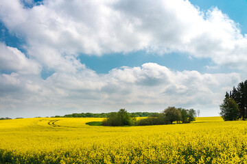 Hügelige Landschaft in Schleswig-.Holstein mit gelbem Rapfsfeld