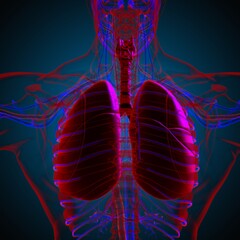 Lungs Human Respiratory System Anatomy For Medical Concept 3D Rendering