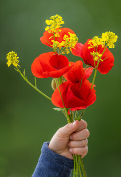 Einen Blumenstraus in der Hand mit roten Klatschmohn