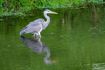 Fischreiher