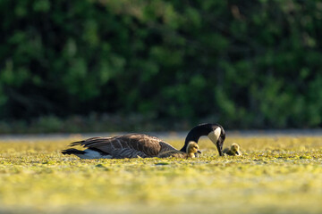 Eine Kanadagans mit ihren Kücken