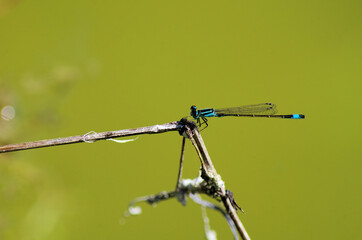 a strange drangonfly on a twig