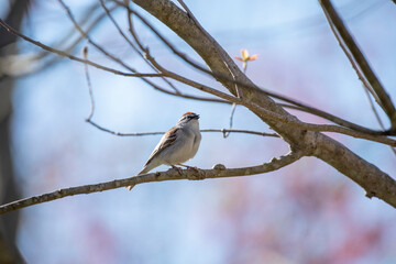 Chipping Sparrow