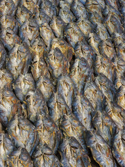 Fresh sea fish drying in regular pattern on Moheshkhali island aka Maheshkhali, Cox's Bazar, Bangladesh