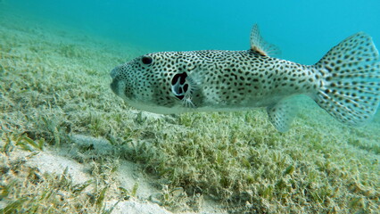 Arothron stellatus - Star puffer - This puffer (or arotron) . one of the largest of the genus puffer, it grows up to 110 cm, but usually there are individuals no more than 60 cm.