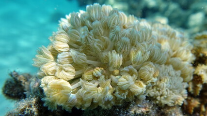 CORAL XENIA. EIGHT BEAM SOFT PULSING.