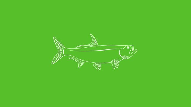  fish tarpon logo