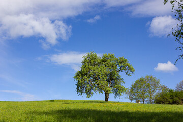 Fototapeta na wymiar green tree under blue sky and springtime lawn