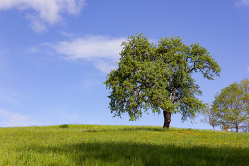 Fototapeta na wymiar green tree under blue sky and springtime lawn