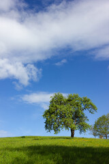 green tree under blue sky and springtime lawn