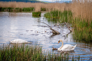 Mute swan bird family with cygnets swimming together. Family swan with babies in spring. Cygnus olor.