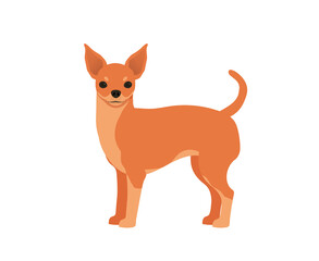 Chihuahua dog. Vector isolated over white background
