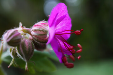 Macro close up of pink bigroot geranium (macrorrhizum) blossom with closed buds and green blurred...