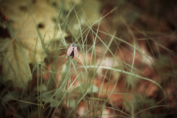 beetle in the grass