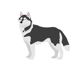 Siberian Husky dog. Vector Illustration on a white background