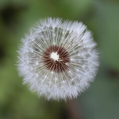 close up of the seeds of a dandelion
