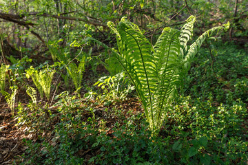 Fototapeta premium Fern growing in the forest. Green leaves in the evening in the sun.