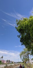 Fototapeta premium tree on the beach