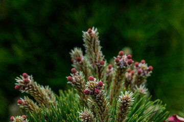 Fototapeta premium fir buds in the foreground