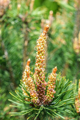 fir buds in the foreground