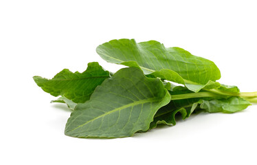 Green bouquet of sorrel.