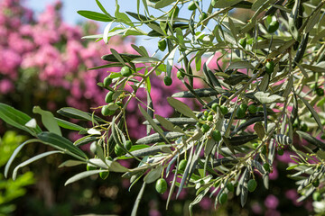 Close up shot of an olive tree with fresh olives and green leafs.