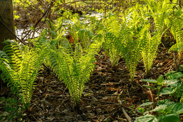 Young fern growing in the forest. Beautiful green fern leaves in sunlight.