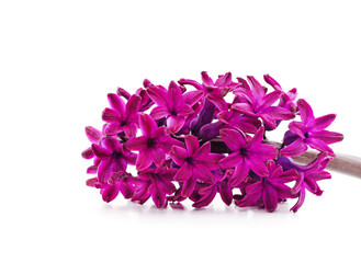 Fototapeta na wymiar Gentle violet hyacinth.