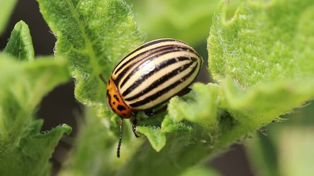 Colorado beetle eats a potato leaves. Parasites destroy a crop in the field.