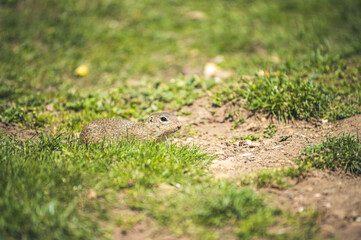 Little ground groundhog  from meadows, Muran plain, Slovakia. Castle Muran in mountains Muranska...