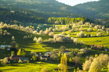 Spring landscape in Slovakia. Polana region, Hrinova. Green spring rural hills landscape, fields, flowering trees, organic farming © Zedspider