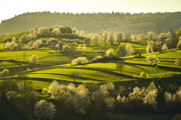 Spring landscape in Slovakia. Polana region, Hrinova. Green spring rural hills landscape, fields, flowering trees, organic farming © Zedspider