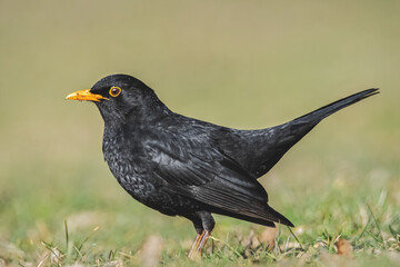Amsel auf der sonnigen Wiese