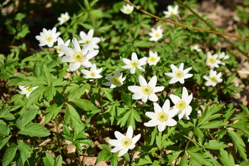 white spring flowers