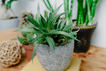 Succulent in pot on wooden table. Eco friendly home decor, home gardening concept.