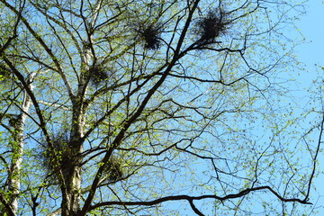 tree branches against blue sky