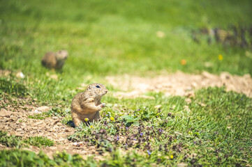 Little ground groundhog  from meadows, Muran plain, Slovakia. Castle Muran in mountains Muranska...