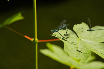 Hochzeit der Azurjungfern