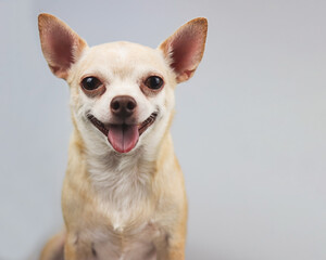 brown Chihuahua dog sitting on white background, smiling with his tongue out and looking happily at camera.