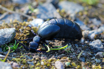Ein schwarz blauer Ölkäfer auf dem Boden eines Waldes.
