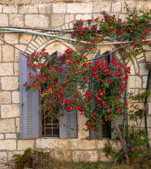 Fototapeta na wymiar A Blooming Bush in Old Jerusalem