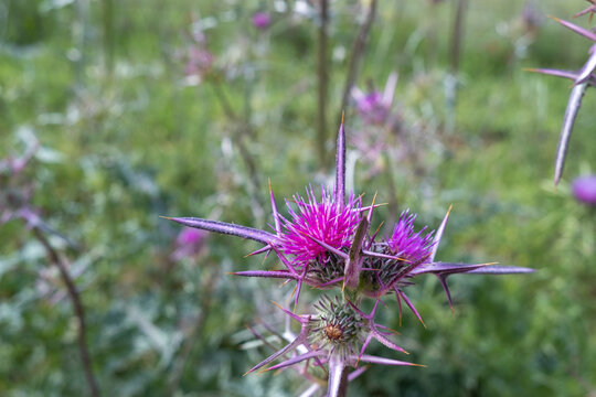 The Syrian thistle or Notobasis syriaca plant grow outdoor
