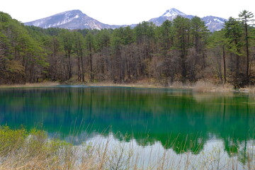 福島県　裏磐梯五色沼湖畔の風景　美しき青沼