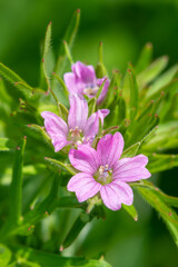 Macro shot of long stalked geranium (geranium columbinum) flowers in bloom