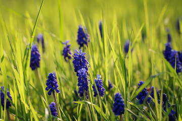 Ein Bokeh mit vielen blauen Traubenhyazinthen auf einer Wiese.