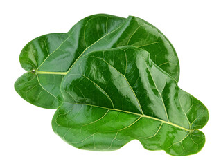 Ficus lyrate leaves on white background.
